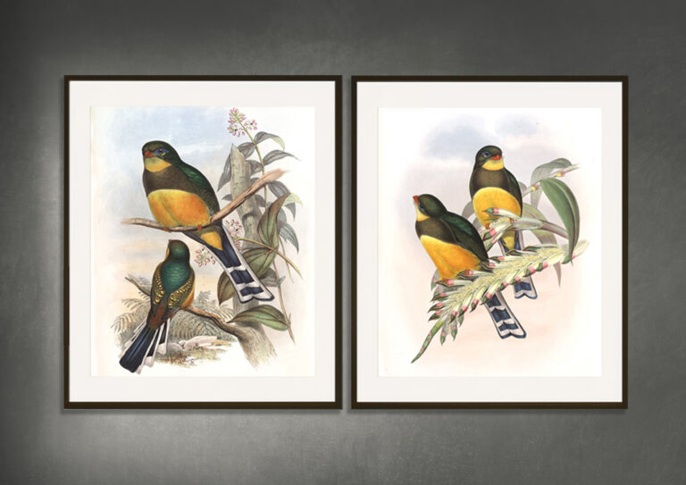 Bird illustrations. Depicted birds on a branch. Reproduction